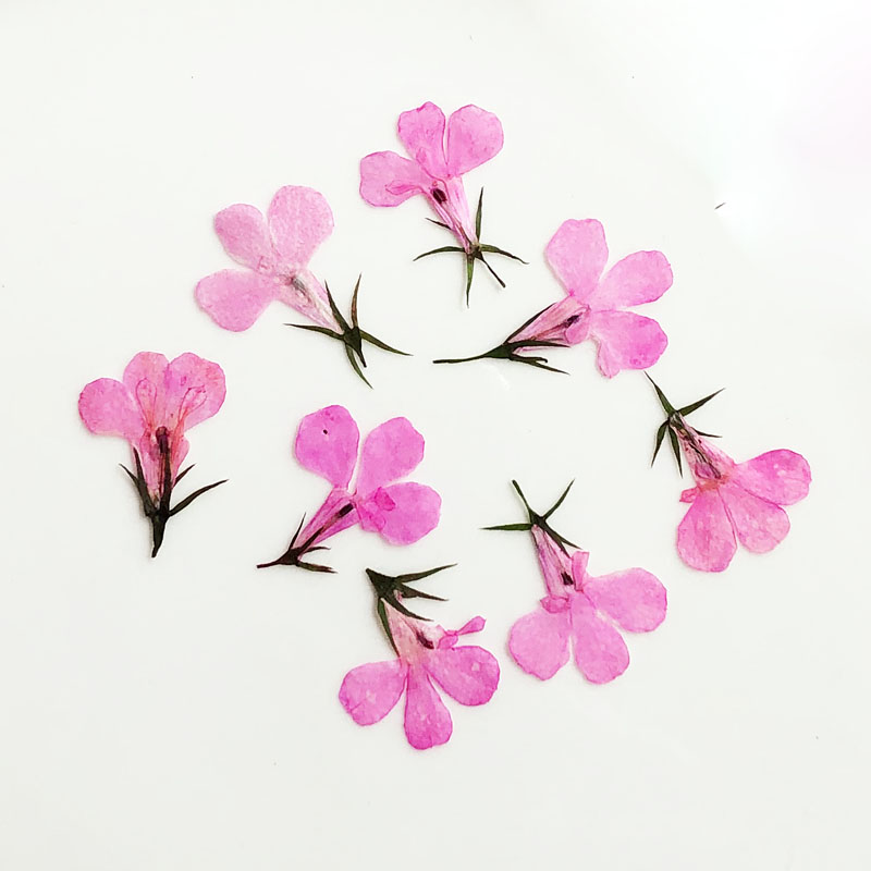 60 قطعة مضغوط المجففة لوبيليا  - مراجعة Art Craft 2 Year Olds وسعره